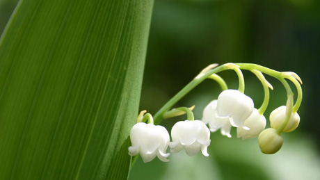 „Convallaria majalis zoom“ von w:fr:Utilisateur:FoeNyx - ‌© 2005 w:fr:Utilisateur:FoeNyx. Lizenziert unter CC BY-SA 3.0 über Wikimedia Commons - https://commons.wikimedia.org/wiki/File:Convallaria_majalis_zoom.jpg#/media/File:Convallaria_majalis_zoom.jpg
