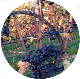 Lemberger (c) Ludwigsburger Weinakademie