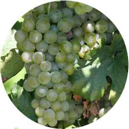 Müller-Thurgau (c) https://creativecommons.org/licenses/by-sa/3.0/