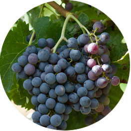 Merlot (c) Ursula Brühl, Julius Kühn-Institut (JKI), Federal Research Centre for Cultivated Plants, Institute for Grapevine Breeding Geilweilerhof - 76833 Siebeldingen, GERMANY - www.vivc.de, CC BY-SA 4.0, https://commons.wikimedia.org/w/index.php?curid=93080761