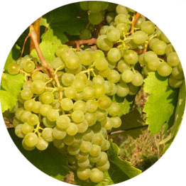 Riesling (c) Ludwigsburger Weinakademie
